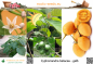 Preview: Cyphomandra betacea 'yellow', Tamarillo, 20 Samen